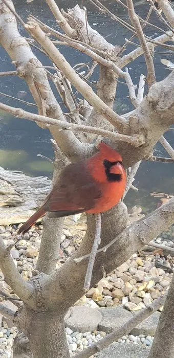 Big Red Resort Picture 6