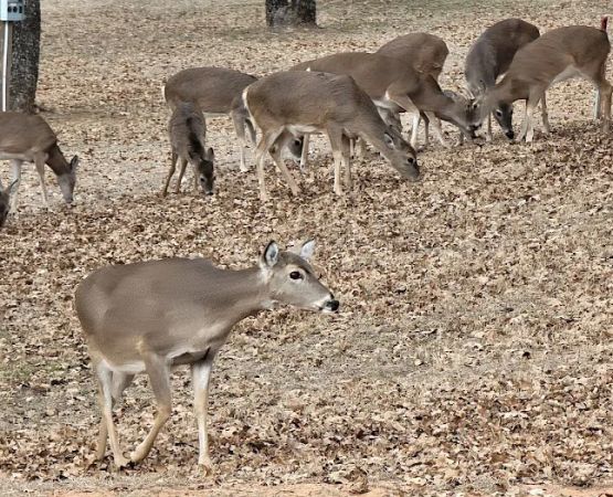 LH Campground, Fishing, Pavillion