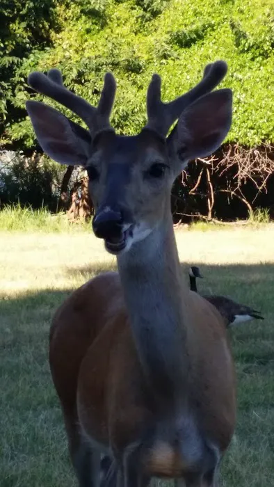 LH Campground, Fishing, Pavillion Picture 8