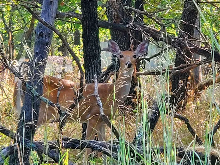 LH Campground, Fishing, Pavillion Picture 10