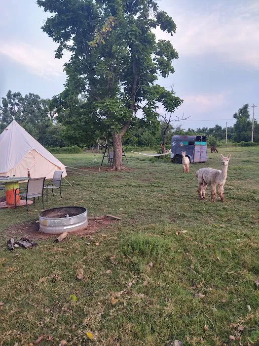 Alpaca Camping Picture 2