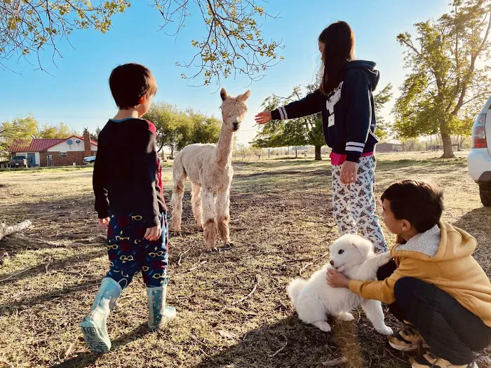 Alpaca Camping Picture 7