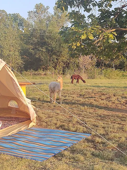 Alpaca Camping Picture 6