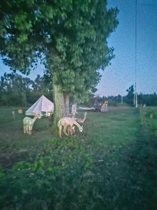Alpaca Camping Picture 9