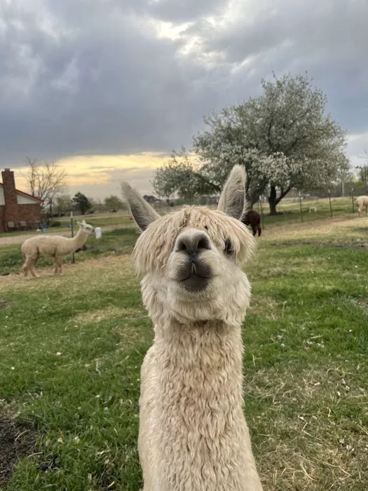 Alpaca Camping Picture 4