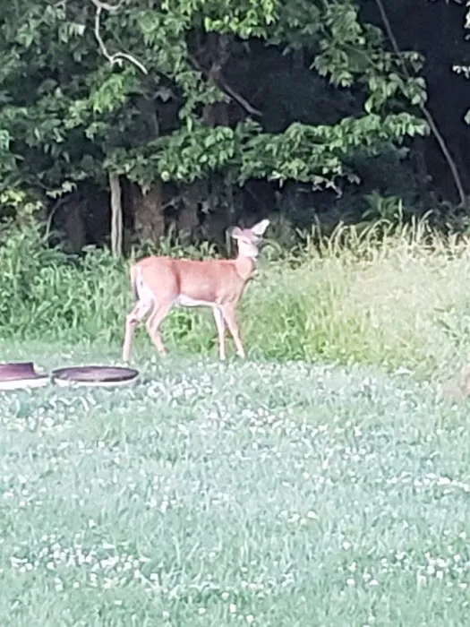 Prairie State Park Campground Picture 9