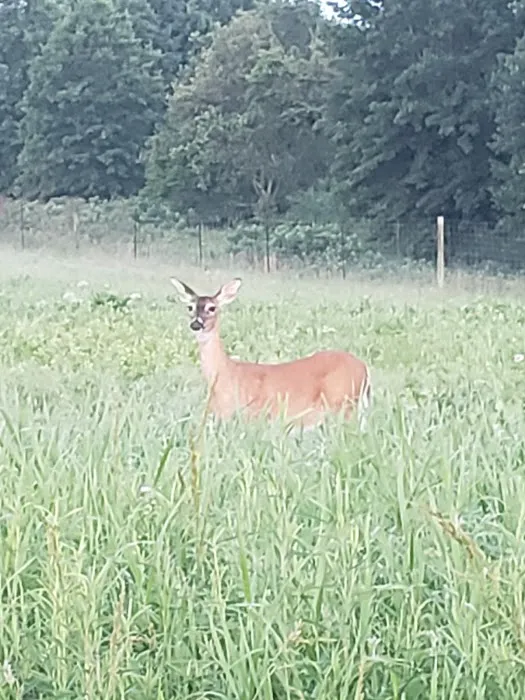 Prairie State Park Campground Picture 1