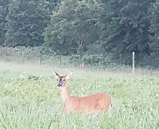 Prairie State Park Campground