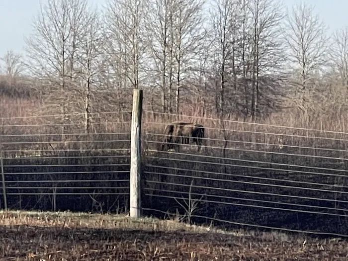 Prairie State Park Campground Picture 7