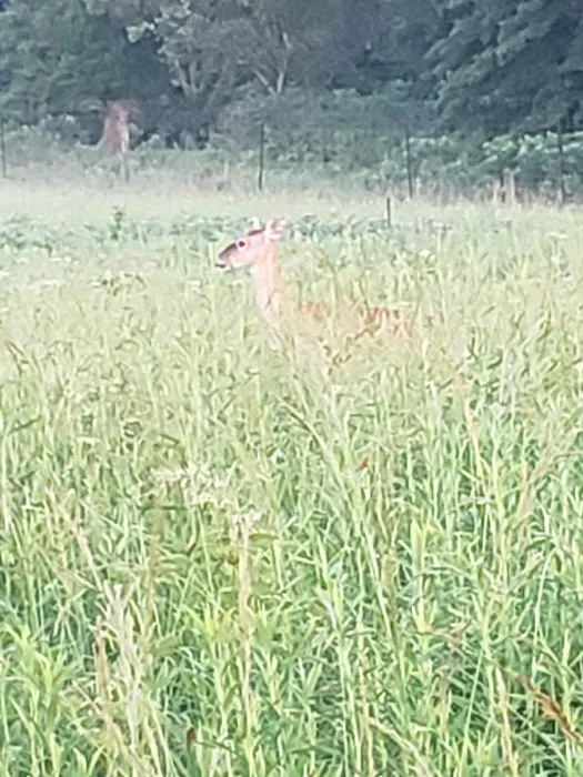 Prairie State Park Campground Picture 4