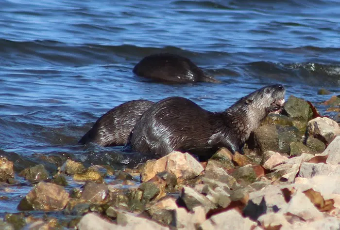 Ruark Bluff East Side Campgrounds camp site B-6 Picture 4