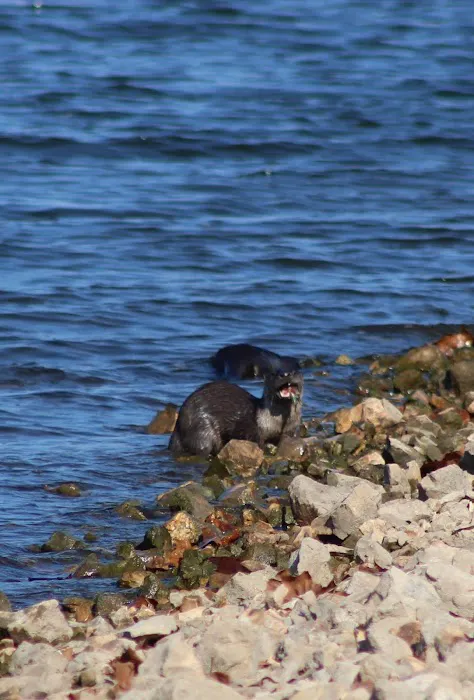 Ruark Bluff East Side Campgrounds camp site B-6 Picture 2