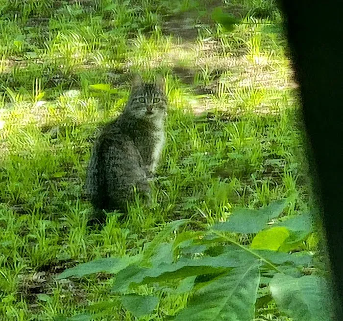 El Dorado Lake - Bluestem Point Area - Sunflower Meadow Picture 4