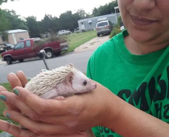 Country Club Ests & Mobile Home