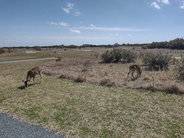 Cape Point Campground Picture 4