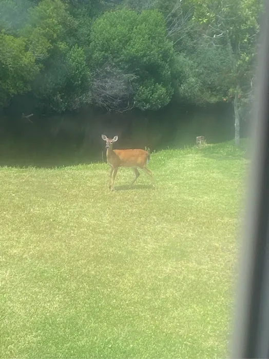 Island Hide-A-Way Campground Picture 6