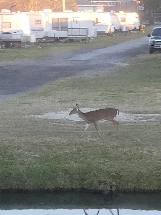 Island Hide-A-Way Campground Picture 1