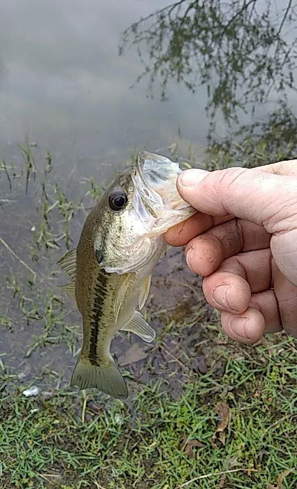 Thomson Lake Recreation Park Picture 6