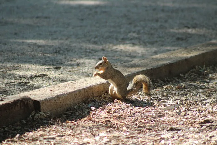 Lovell Camper Park Picture 1