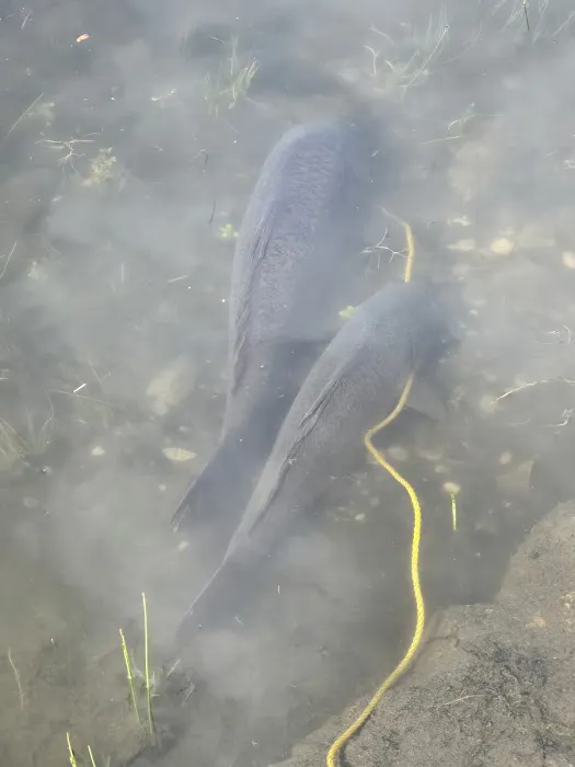 Grapevine Campground Picture 3