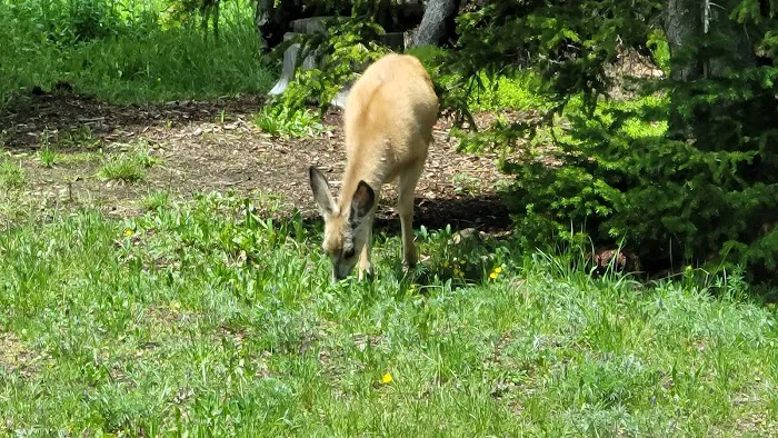Bald Mountain Campground Picture 6