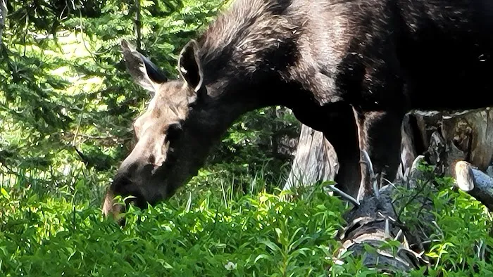 Bald Mountain Campground Picture 4