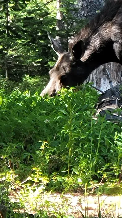 Bald Mountain Campground Picture 7