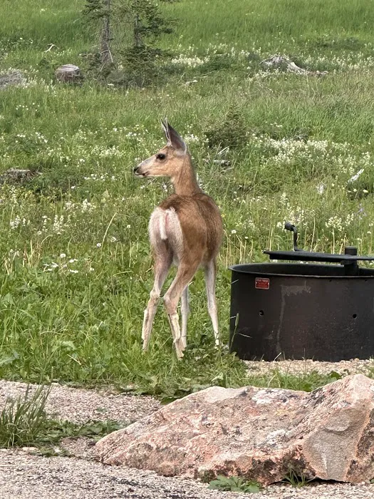 Crystal Lake Campground Picture 10