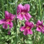 Shields River Campground