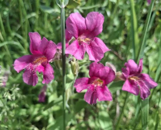 Shields River Campground