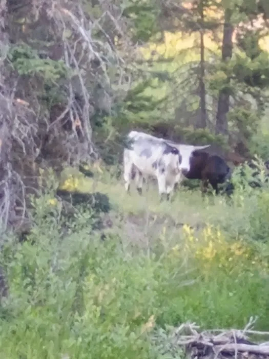 Shields River Campground Picture 3