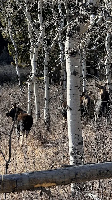 Halfmoon Campground Picture 1