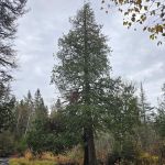 Manitou Backpack Campsite #3