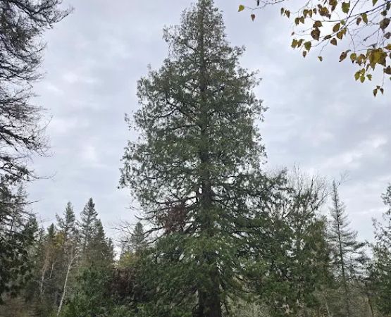 Manitou Backpack Campsite #3