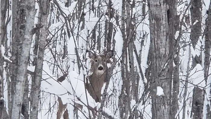 Horseshoe Ridge Camp Picture 9