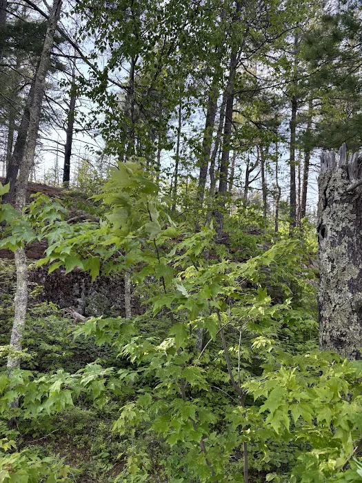 Superior National Forest Campsite #2120 Picture 4