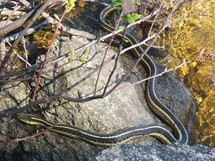 BWCA Campsite #1613 Picture 4