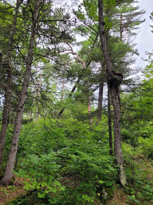BWCA Campsite #1614 Picture 1