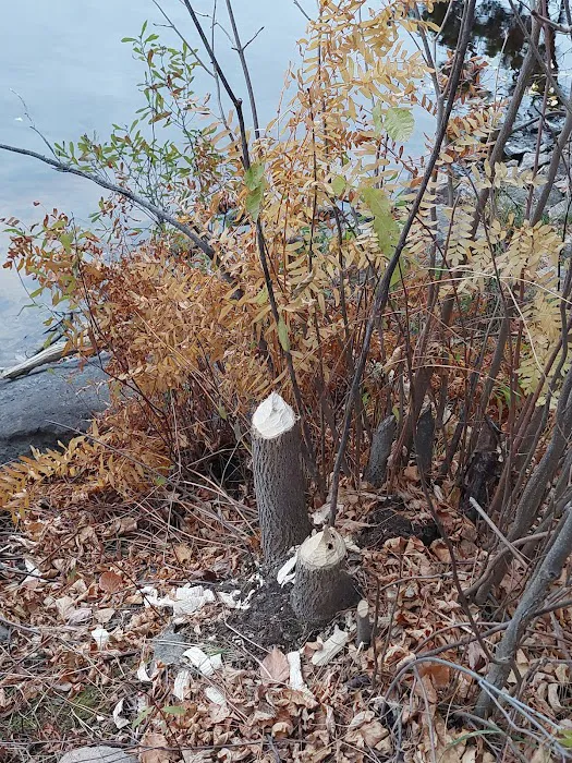 BWCA Campsite #1612 Picture 4