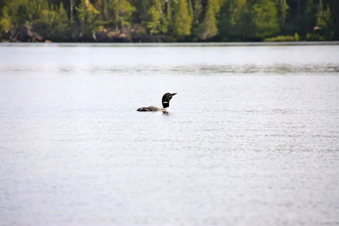 BWCA Campsite #1585 Picture 3