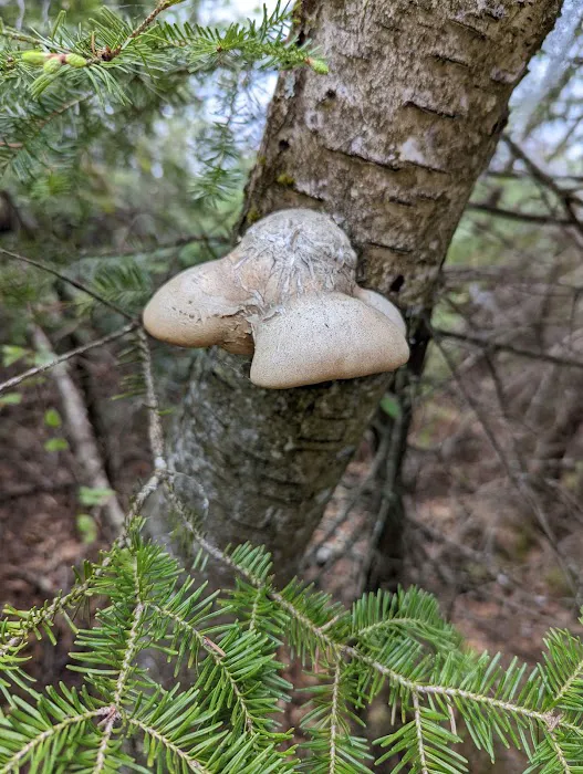 Whitefish Lake Rustic Campgd & Timber-Frear Area Picture 1