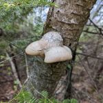 Whitefish Lake Rustic Campgd & Timber-Frear Area