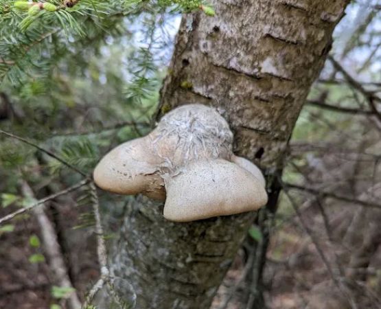 Whitefish Lake Rustic Campgd & Timber-Frear Area