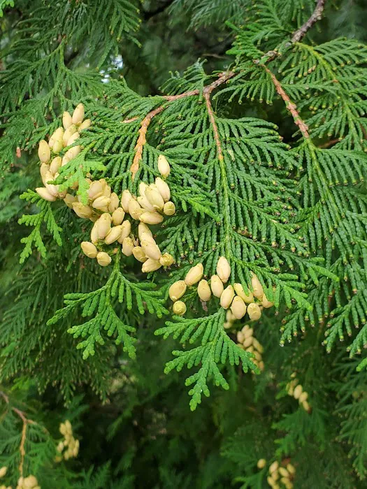 Toohey Lake Rustic Campground Picture 6