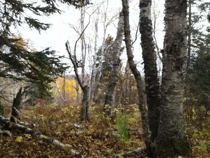 Sugarloaf Pond Camp Picture 1