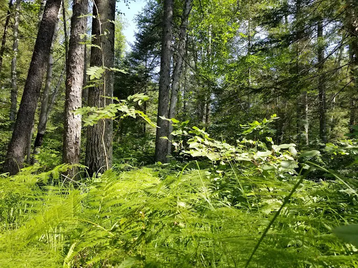 Temperance River Campground Picture 1