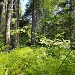 Temperance River Campground