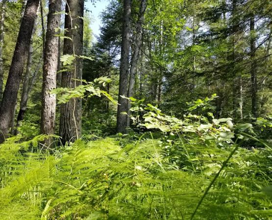 Temperance River Campground