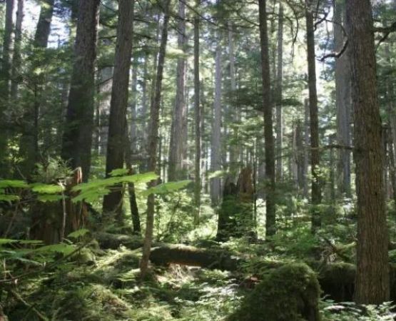 Johnson's Landing and Campground