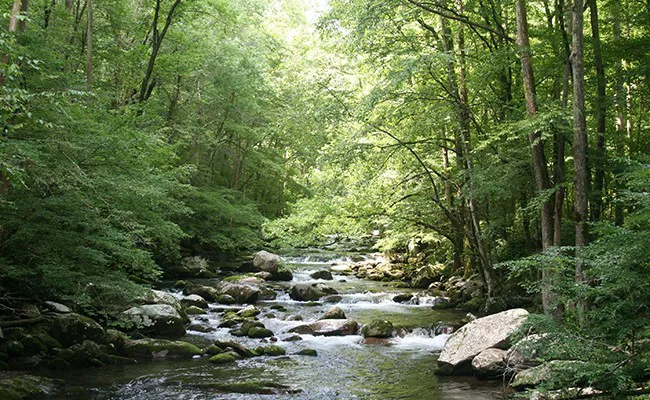 Johnson's Landing and Campground Picture 10
